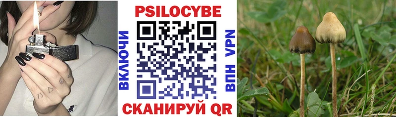 наркота  Тырныауз  Псилоцибиновые грибы GOLDEN TEACHER 